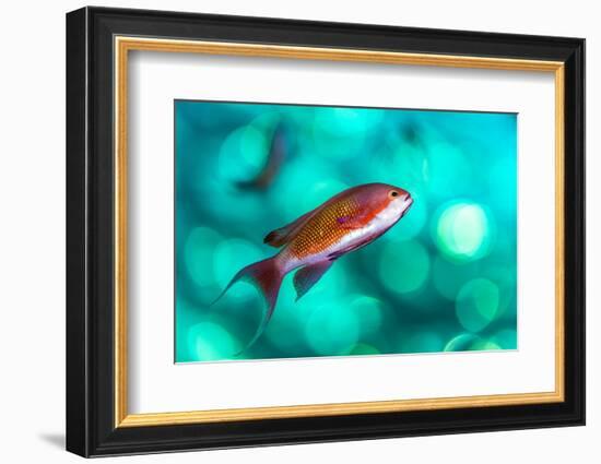 scalefin anthias male, swimming close to surface, egypt-alex mustard-Framed Photographic Print