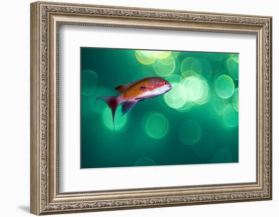 scalefin anthias male, swimming close to surface, egypt-alex mustard-Framed Photographic Print