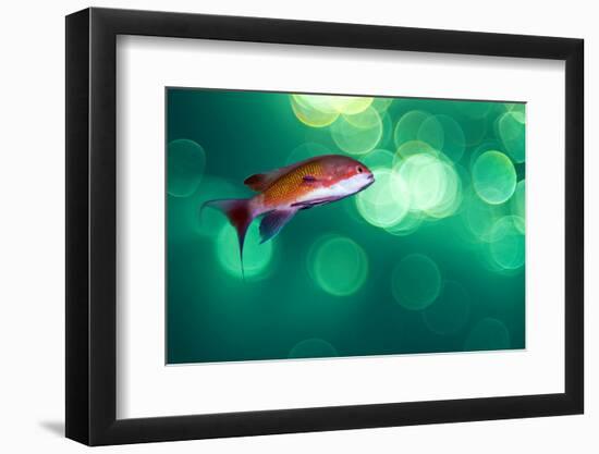 scalefin anthias male, swimming close to surface, egypt-alex mustard-Framed Photographic Print