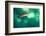 scalefin anthias male, swimming close to surface, egypt-alex mustard-Framed Photographic Print
