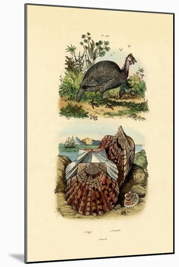 Scallop, 1833-39-null-Mounted Giclee Print