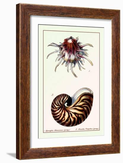 Scallop over Nautilus-null-Framed Art Print