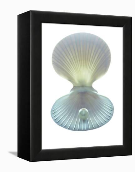 Scallop Shell And Pearl-Gavin Kingcome-Framed Premier Image Canvas