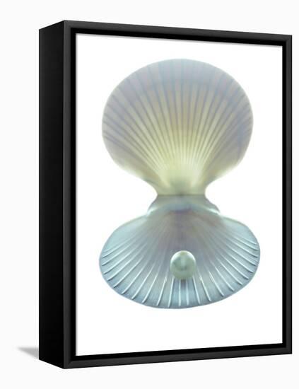 Scallop Shell And Pearl-Gavin Kingcome-Framed Premier Image Canvas