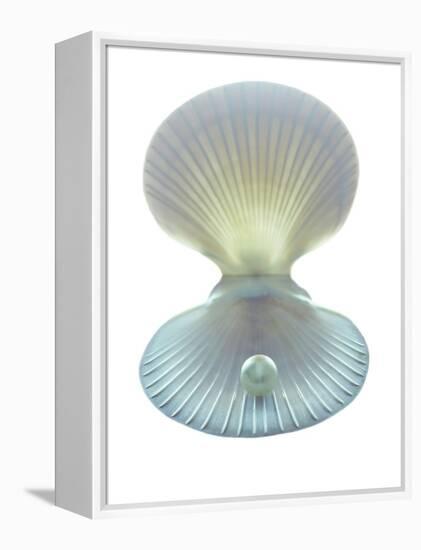 Scallop Shell And Pearl-Gavin Kingcome-Framed Premier Image Canvas