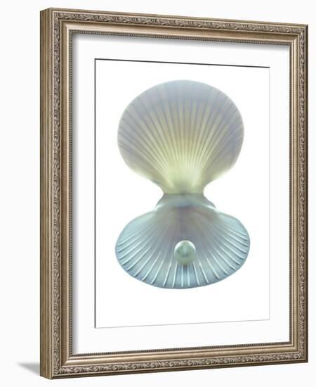 Scallop Shell And Pearl-Gavin Kingcome-Framed Photographic Print