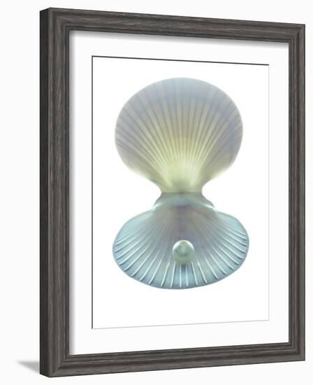 Scallop Shell And Pearl-Gavin Kingcome-Framed Photographic Print