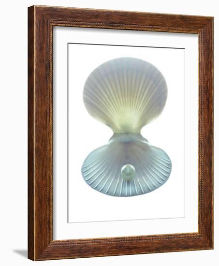 Scallop Shell And Pearl-Gavin Kingcome-Framed Photographic Print