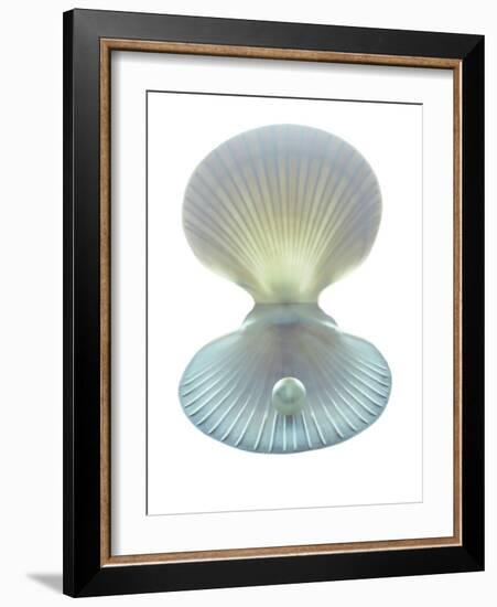 Scallop Shell And Pearl-Gavin Kingcome-Framed Photographic Print