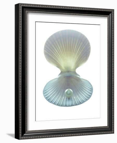 Scallop Shell And Pearl-Gavin Kingcome-Framed Photographic Print