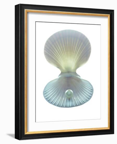 Scallop Shell And Pearl-Gavin Kingcome-Framed Photographic Print