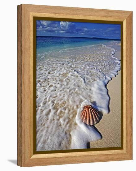 Scallop Shell in the Surf-Martin Harvey-Framed Premier Image Canvas
