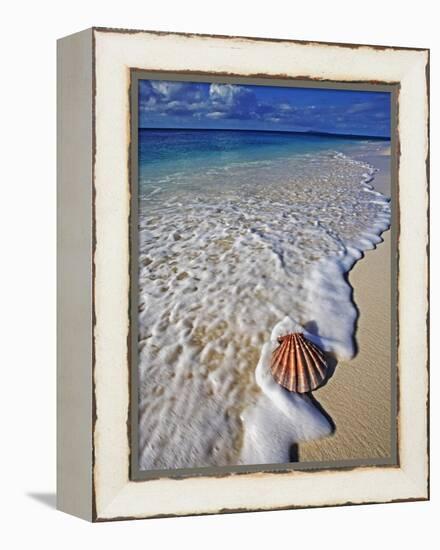 Scallop Shell in the Surf-Martin Harvey-Framed Premier Image Canvas