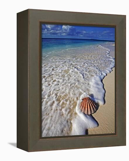 Scallop Shell in the Surf-Martin Harvey-Framed Premier Image Canvas