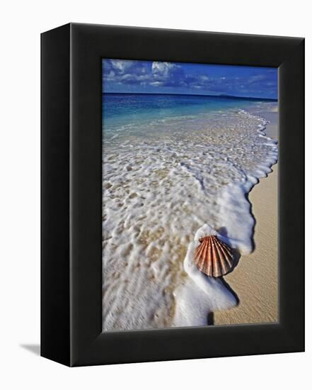 Scallop Shell in the Surf-Martin Harvey-Framed Premier Image Canvas