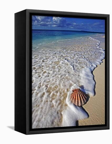 Scallop Shell in the Surf-Martin Harvey-Framed Premier Image Canvas