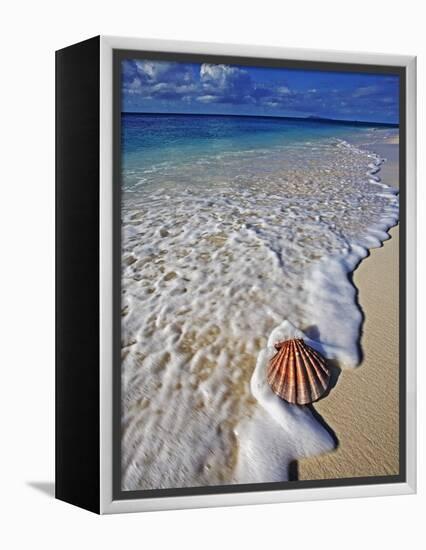 Scallop Shell in the Surf-Martin Harvey-Framed Premier Image Canvas