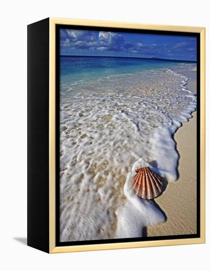 Scallop Shell in the Surf-Martin Harvey-Framed Premier Image Canvas