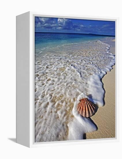 Scallop Shell in the Surf-Martin Harvey-Framed Premier Image Canvas