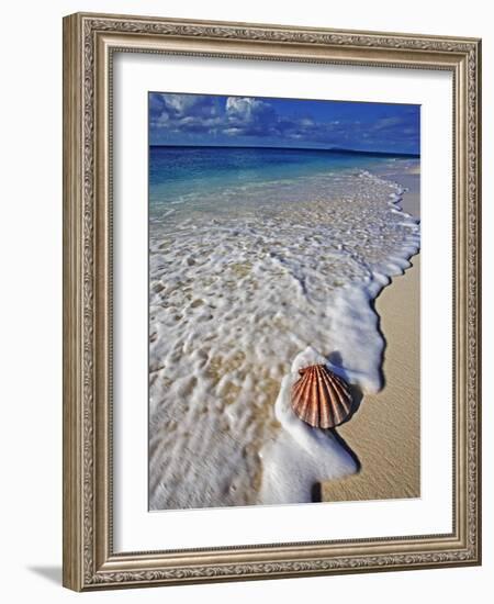 Scallop Shell in the Surf-Martin Harvey-Framed Photographic Print