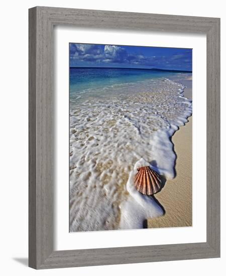 Scallop Shell in the Surf-Martin Harvey-Framed Photographic Print