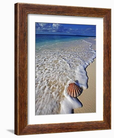 Scallop Shell in the Surf-Martin Harvey-Framed Photographic Print