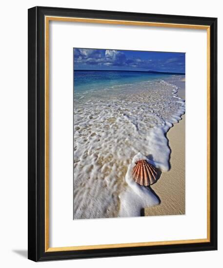 Scallop Shell in the Surf-Martin Harvey-Framed Photographic Print