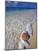 Scallop Shell in the Surf-Martin Harvey-Mounted Photographic Print