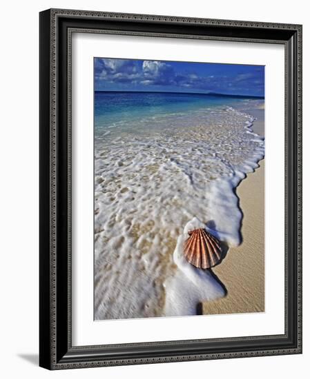 Scallop Shell in the Surf-Martin Harvey-Framed Photographic Print