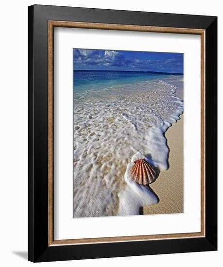 Scallop Shell in the Surf-Martin Harvey-Framed Photographic Print