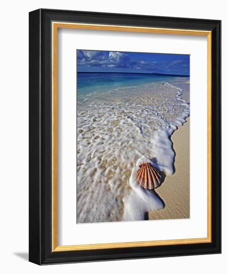 Scallop Shell in the Surf-Martin Harvey-Framed Photographic Print