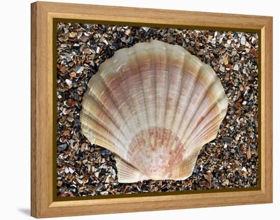 Scallop Shell on Beach, Normandy, France-Philippe Clement-Framed Premier Image Canvas