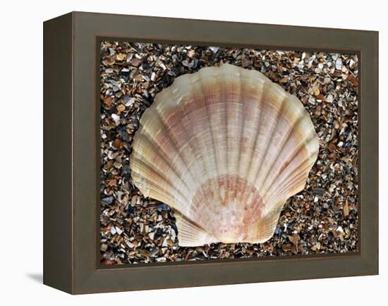 Scallop Shell on Beach, Normandy, France-Philippe Clement-Framed Premier Image Canvas