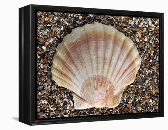 Scallop Shell on Beach, Normandy, France-Philippe Clement-Framed Premier Image Canvas