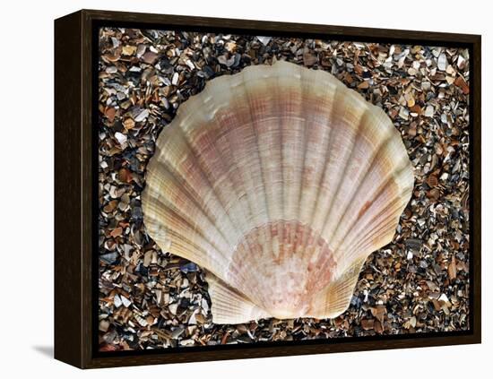 Scallop Shell on Beach, Normandy, France-Philippe Clement-Framed Premier Image Canvas