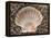 Scallop Shell on Beach, Normandy, France-Philippe Clement-Framed Premier Image Canvas