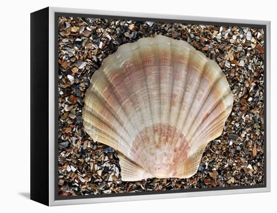 Scallop Shell on Beach, Normandy, France-Philippe Clement-Framed Premier Image Canvas