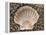 Scallop Shell on Beach, Normandy, France-Philippe Clement-Framed Premier Image Canvas