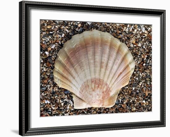 Scallop Shell on Beach, Normandy, France-Philippe Clement-Framed Photographic Print