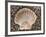 Scallop Shell on Beach, Normandy, France-Philippe Clement-Framed Photographic Print