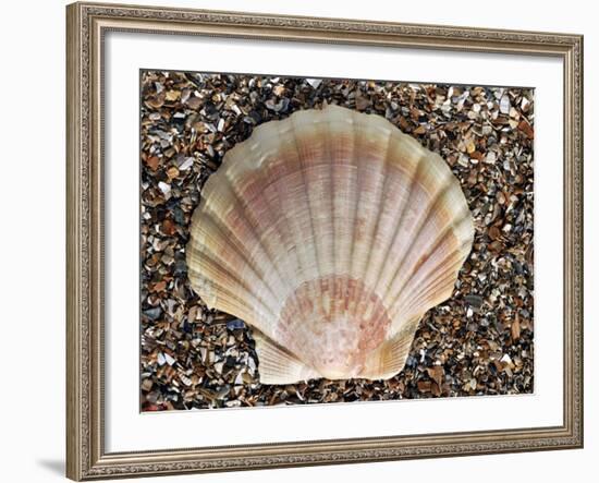 Scallop Shell on Beach, Normandy, France-Philippe Clement-Framed Photographic Print