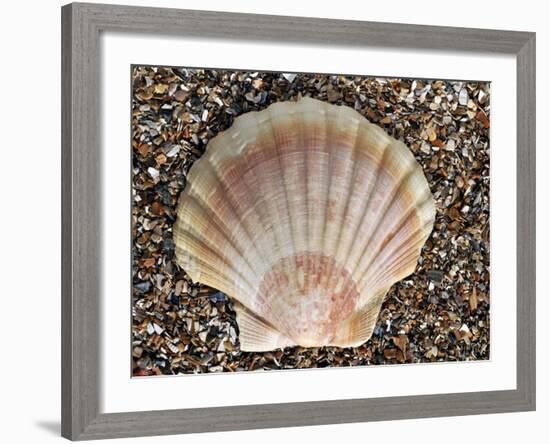 Scallop Shell on Beach, Normandy, France-Philippe Clement-Framed Photographic Print