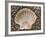 Scallop Shell on Beach, Normandy, France-Philippe Clement-Framed Photographic Print