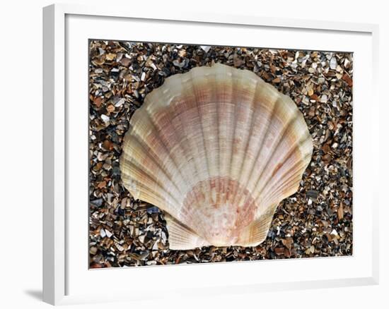 Scallop Shell on Beach, Normandy, France-Philippe Clement-Framed Photographic Print