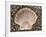 Scallop Shell on Beach, Normandy, France-Philippe Clement-Framed Photographic Print