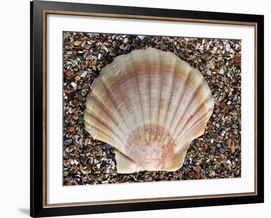 Scallop Shell on Beach, Normandy, France-Philippe Clement-Framed Photographic Print