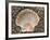 Scallop Shell on Beach, Normandy, France-Philippe Clement-Framed Photographic Print