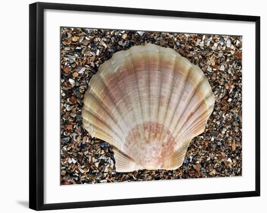 Scallop Shell on Beach, Normandy, France-Philippe Clement-Framed Photographic Print