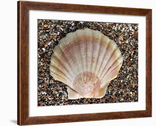 Scallop Shell on Beach, Normandy, France-Philippe Clement-Framed Photographic Print