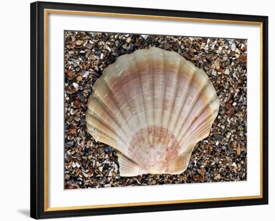 Scallop Shell on Beach, Normandy, France-Philippe Clement-Framed Photographic Print